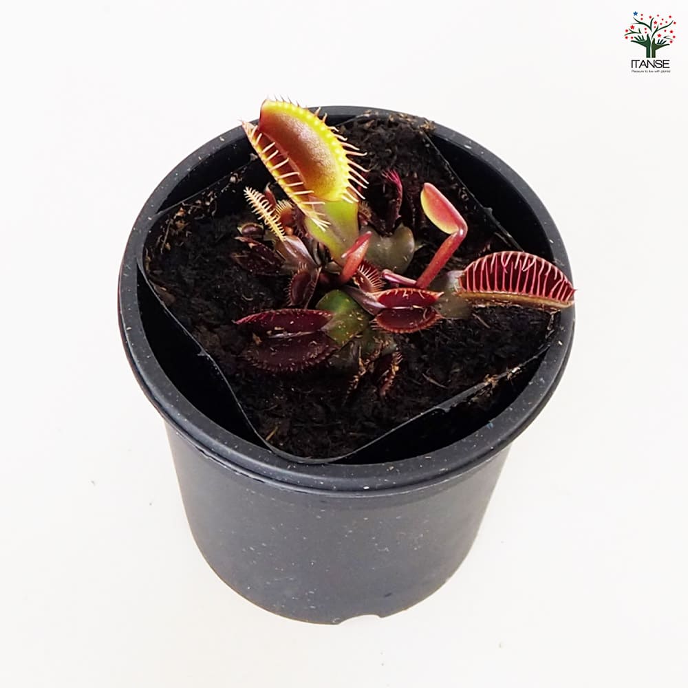 食虫植物 ハエ取り草 ロイヤルレッド 【観葉植物 3号/1個売り】