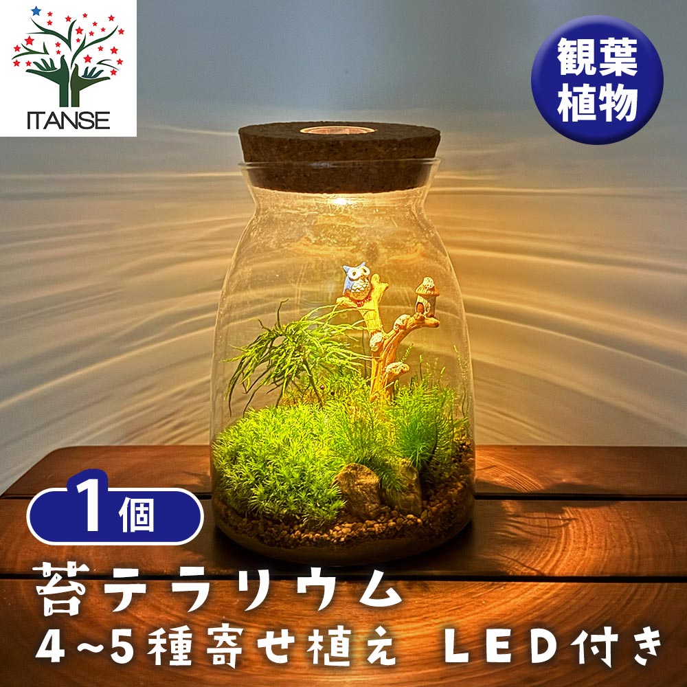 苔テラリウム 4～5種寄せ植え LED付き 【観葉植物 ／1個売り
