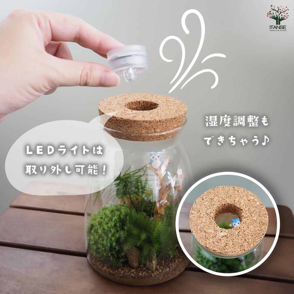 苔テラリウム 4～5種寄せ植え LED付き 【観葉植物 ／1個売り