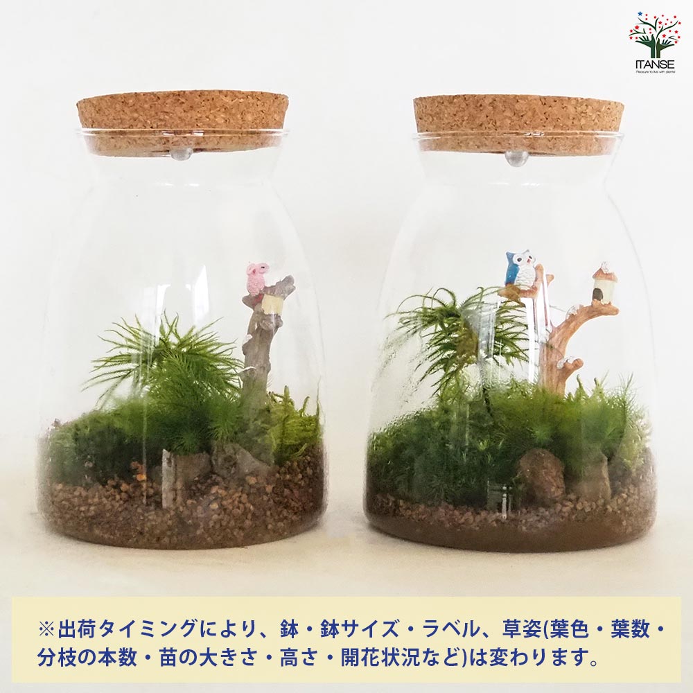 苔テラリウム 4～5種寄せ植え LED付き 【観葉植物 ／1個売り