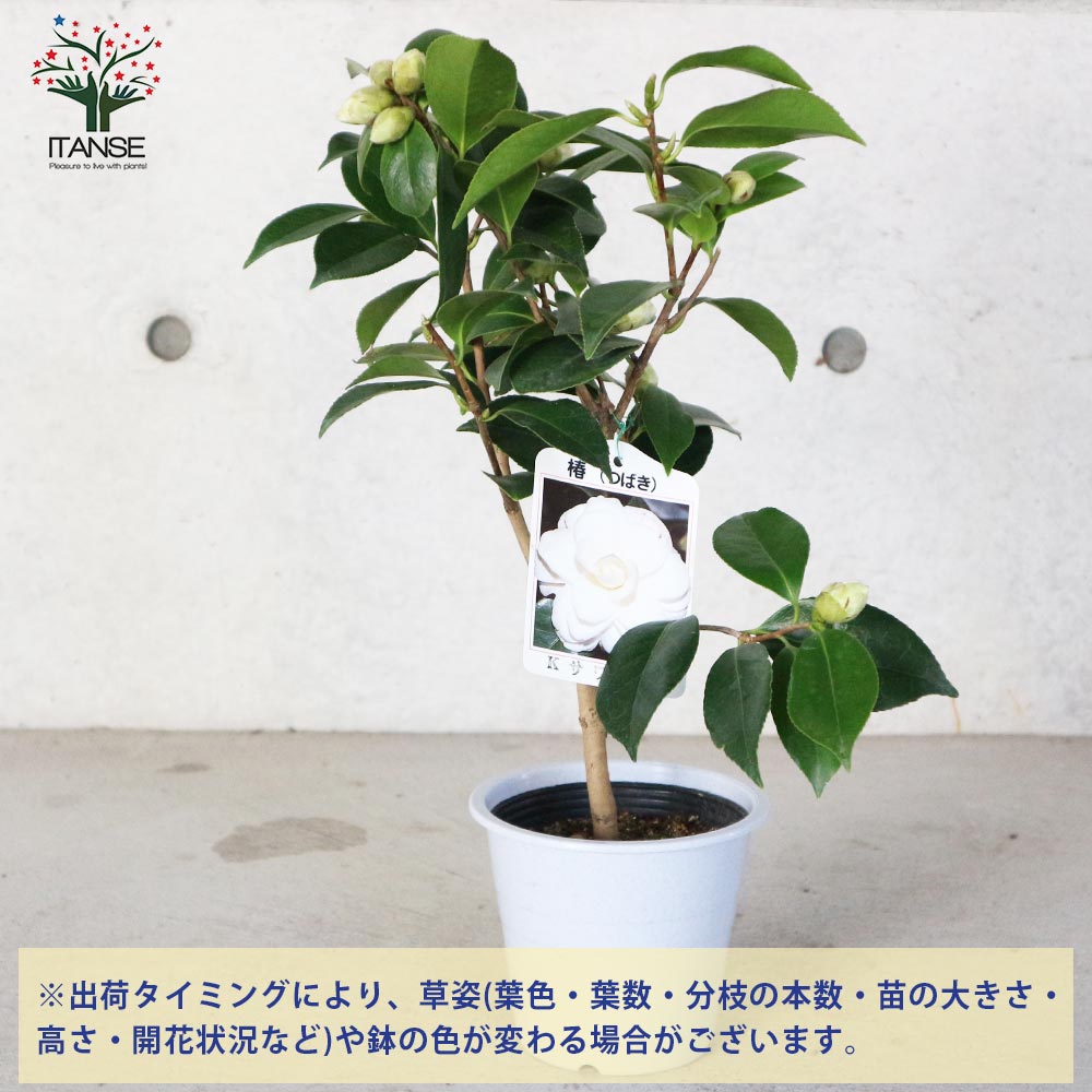 椿 さま 専用ページ Gp7sDOGW8AEKiiX.jpg