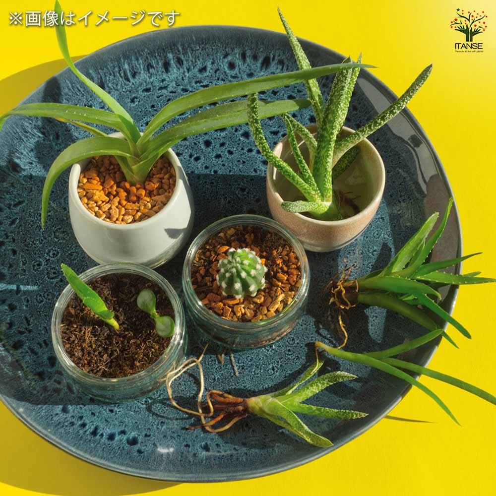 サボテン 多肉植物の土 【用土 5L／1個売り】｜ 【植物のITANSE