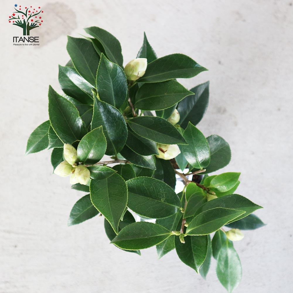 ツバキさん専用 椿(ツバキ)の苗木 品種：Kサワダ【庭木 4.5号鉢／1個売り