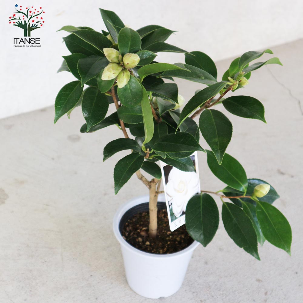 椿 さま 専用ページ 楽天市場】【現品発送】椿（ツバキ）さかさ富士 7号 苗木191