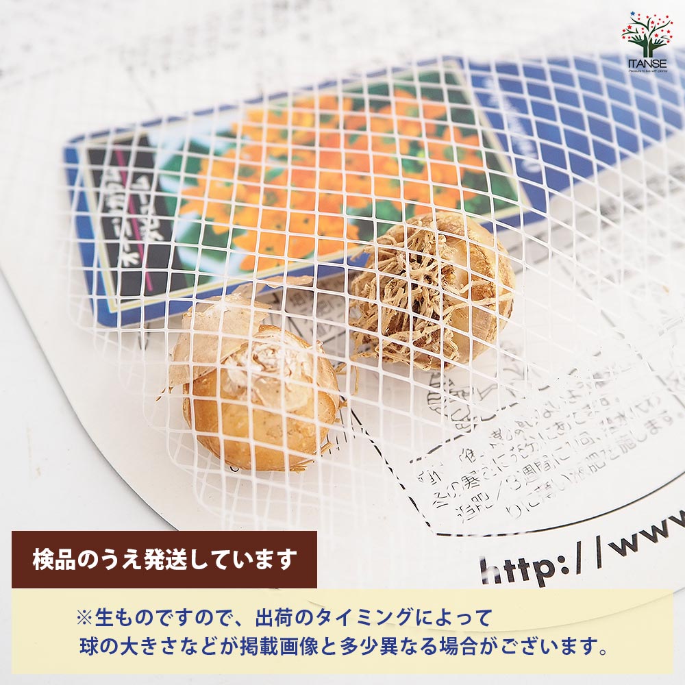 球根 オーニソガラム ダビューム 【花球根 2球】｜ 【植物の