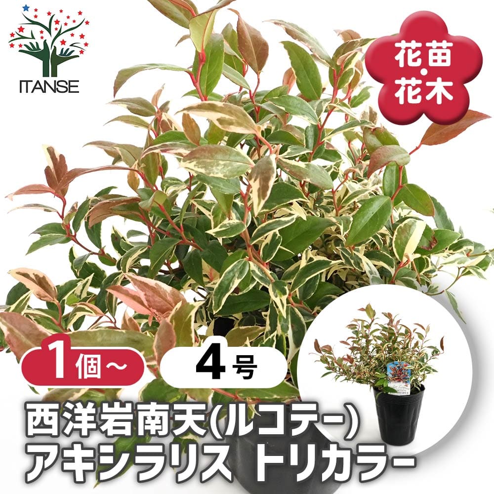 西洋岩南天 トリカラー 【花木苗 4号】｜ 【植物のITANSE】全品