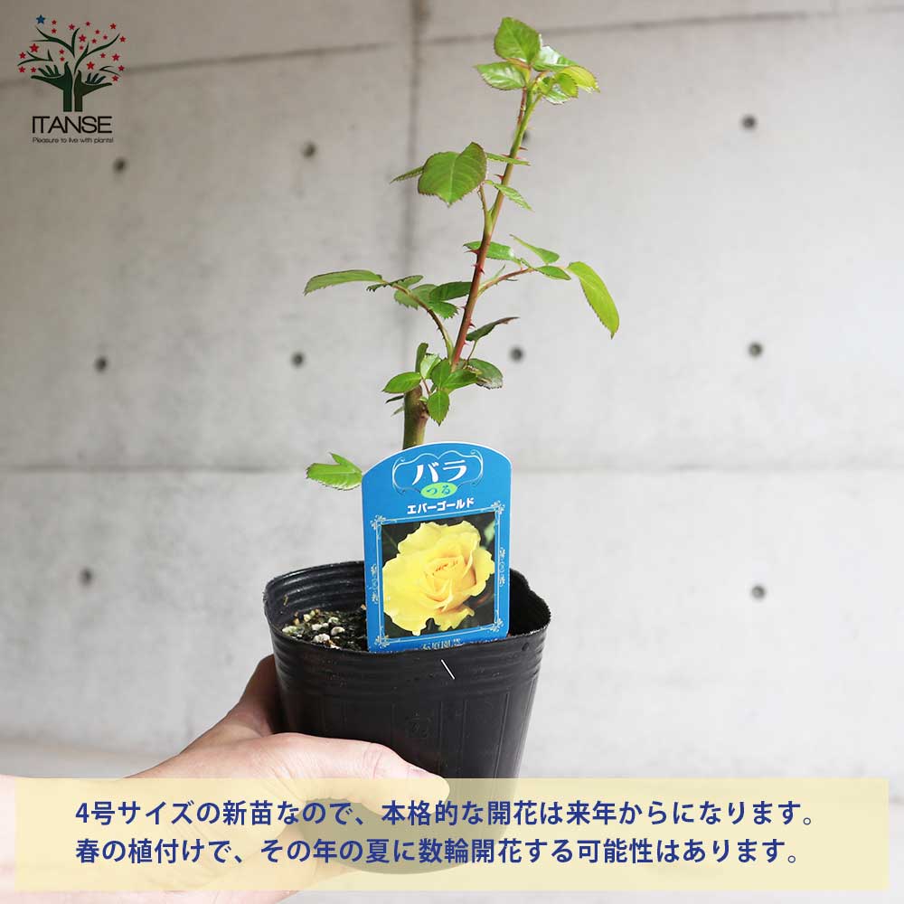 薔薇の苗 エバーゴールド (クライミングローズ)【花苗新苗4号ポット