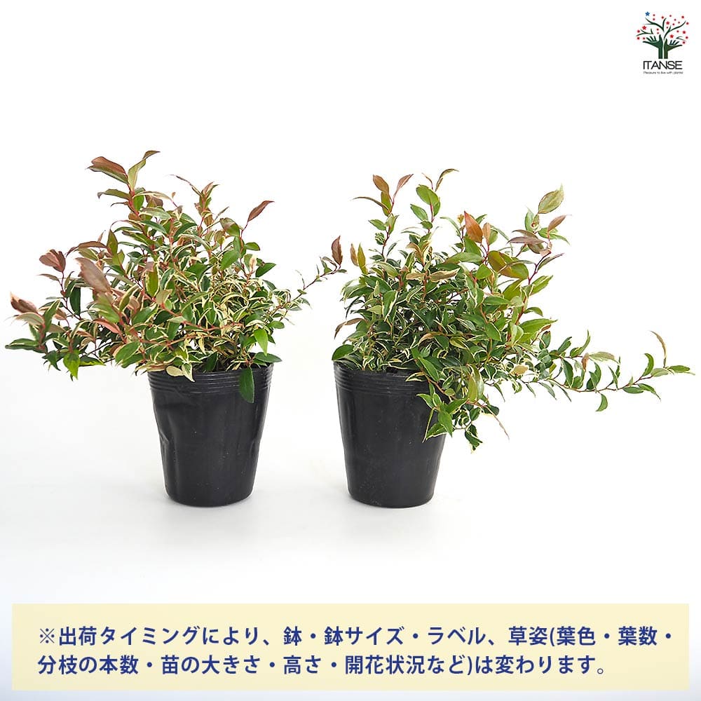 西洋岩南天 トリカラー 【花木苗 4号】｜ 【植物のITANSE】全品