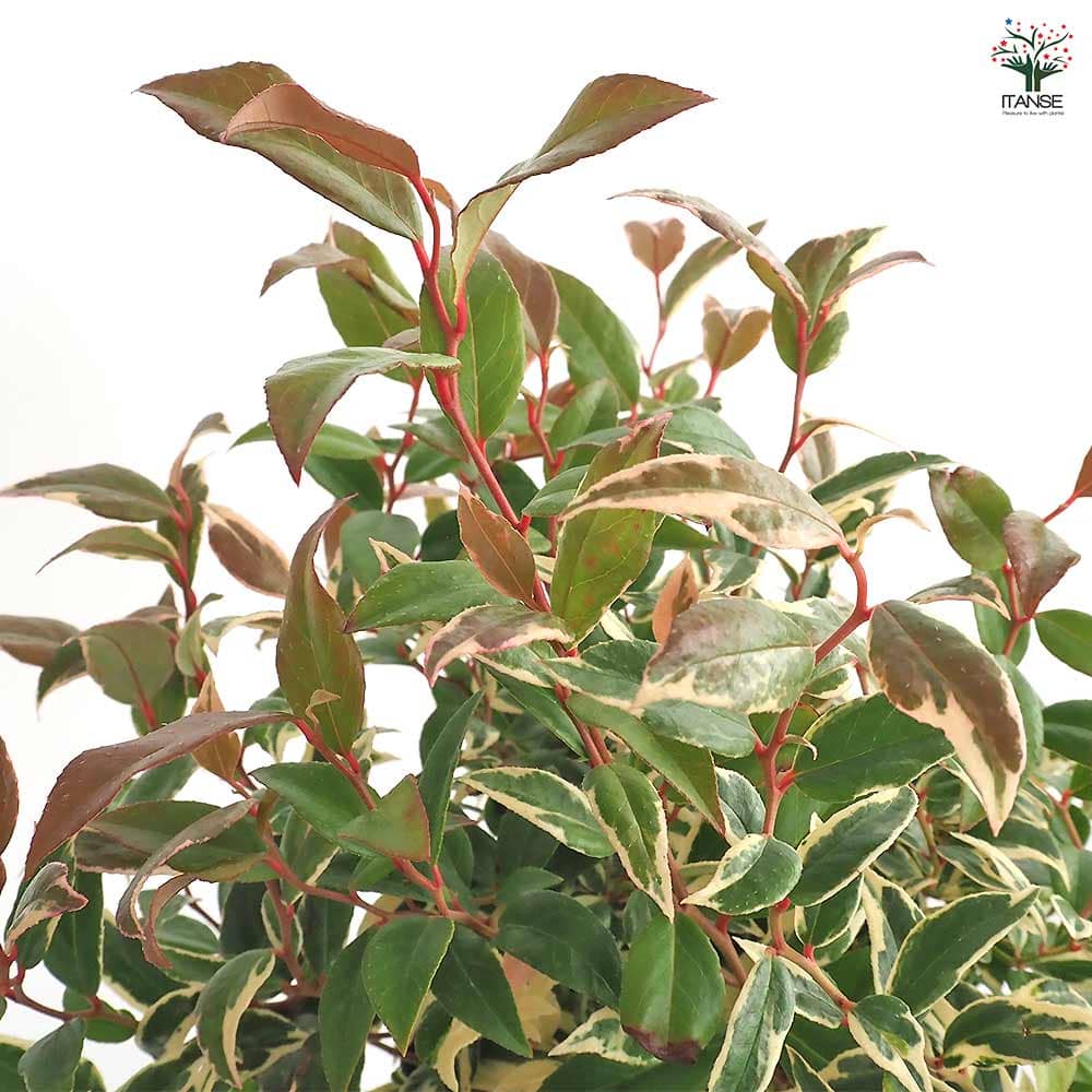 南天と柘植のいわみのしめ縄 南天と柘植のいわみのしめ縄 南天と柘植のいわみのしめ縄