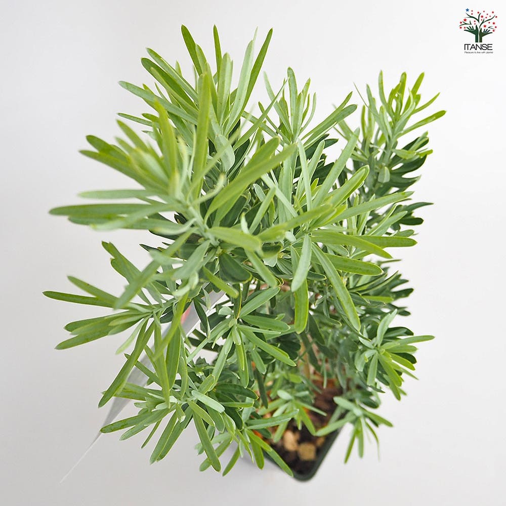 イヌマキ モンマール 【花木苗 6号／1個売り】｜ 【植物のITANSE