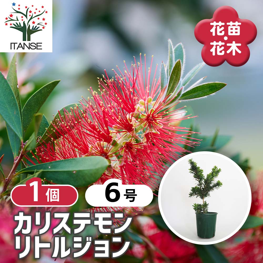 カリステモン リトルジョン 【花木苗 6号／1個売り】｜ 【植物の