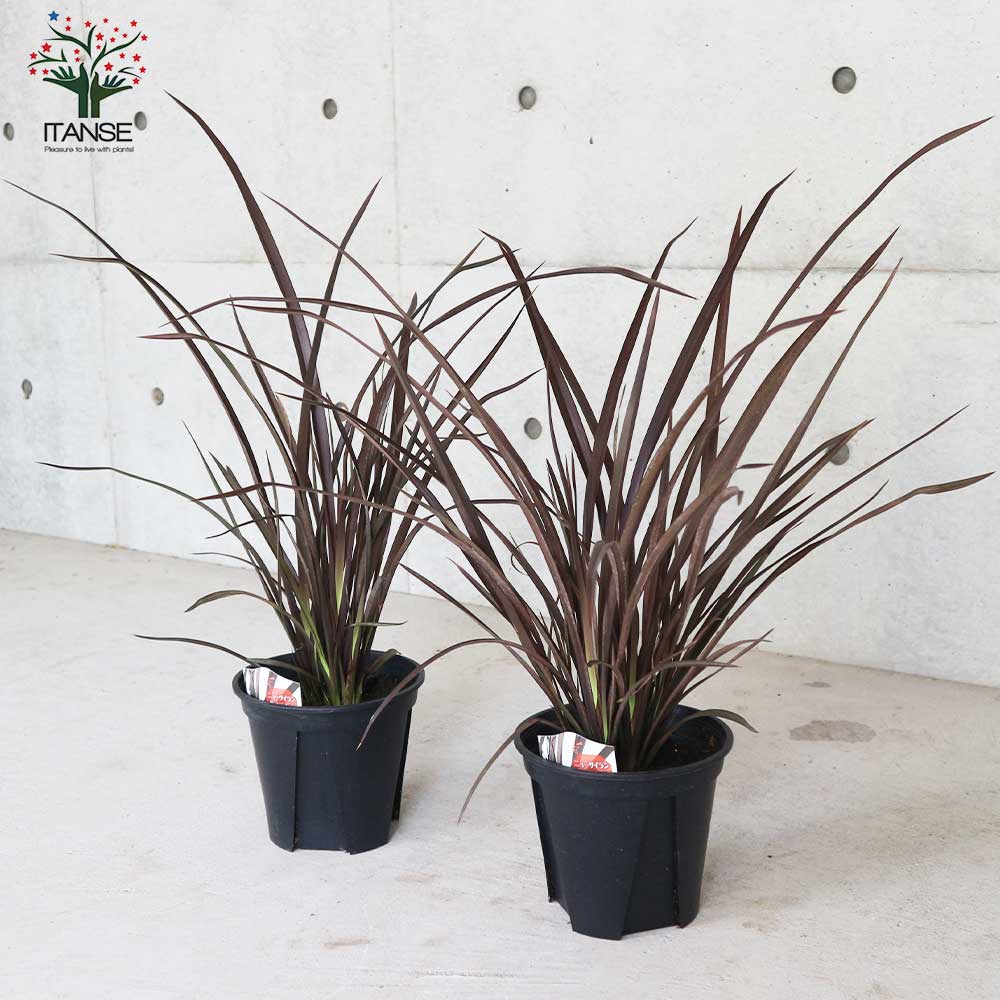 大人も着やすいシンプルファッション 多年草カラーリーフ オーナメンタルプランツ苗 ニューサイラン 入才蘭 の苗 園芸品種 カラーリーフ 苗木 花木 庭木 植木 ガーデニング シンボルツリー Gefert Com Br