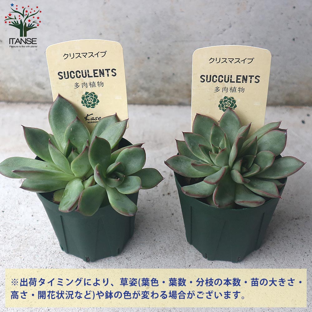 サエナクラエナ作【クリスマスイブにて】 THE TIME, | 🐣🐣🐣 ＼シマエナガちゃん一家🏠 クリスマスver