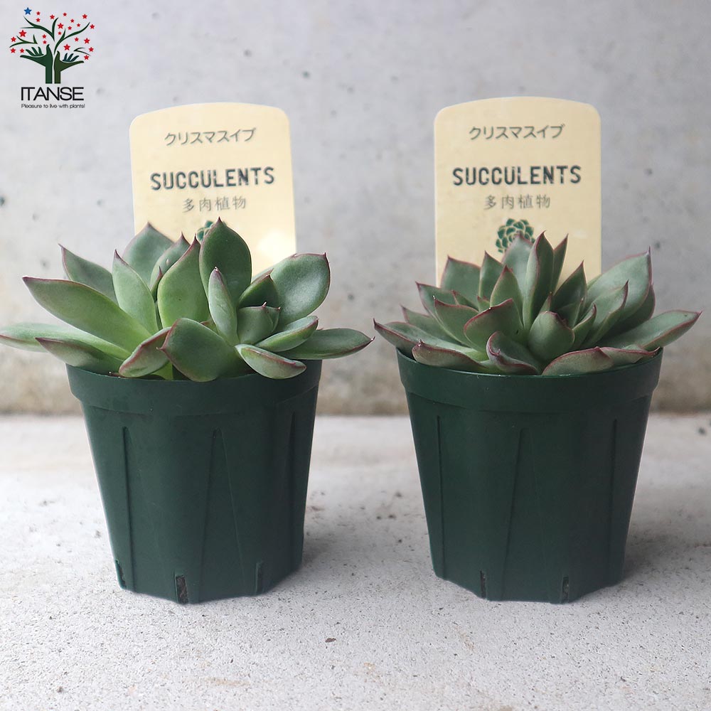 サエナクラエナ作【クリスマスイブにて】 THE TIME, | 🐣🐣🐣 ＼シマエナガちゃん一家🏠 クリスマスver