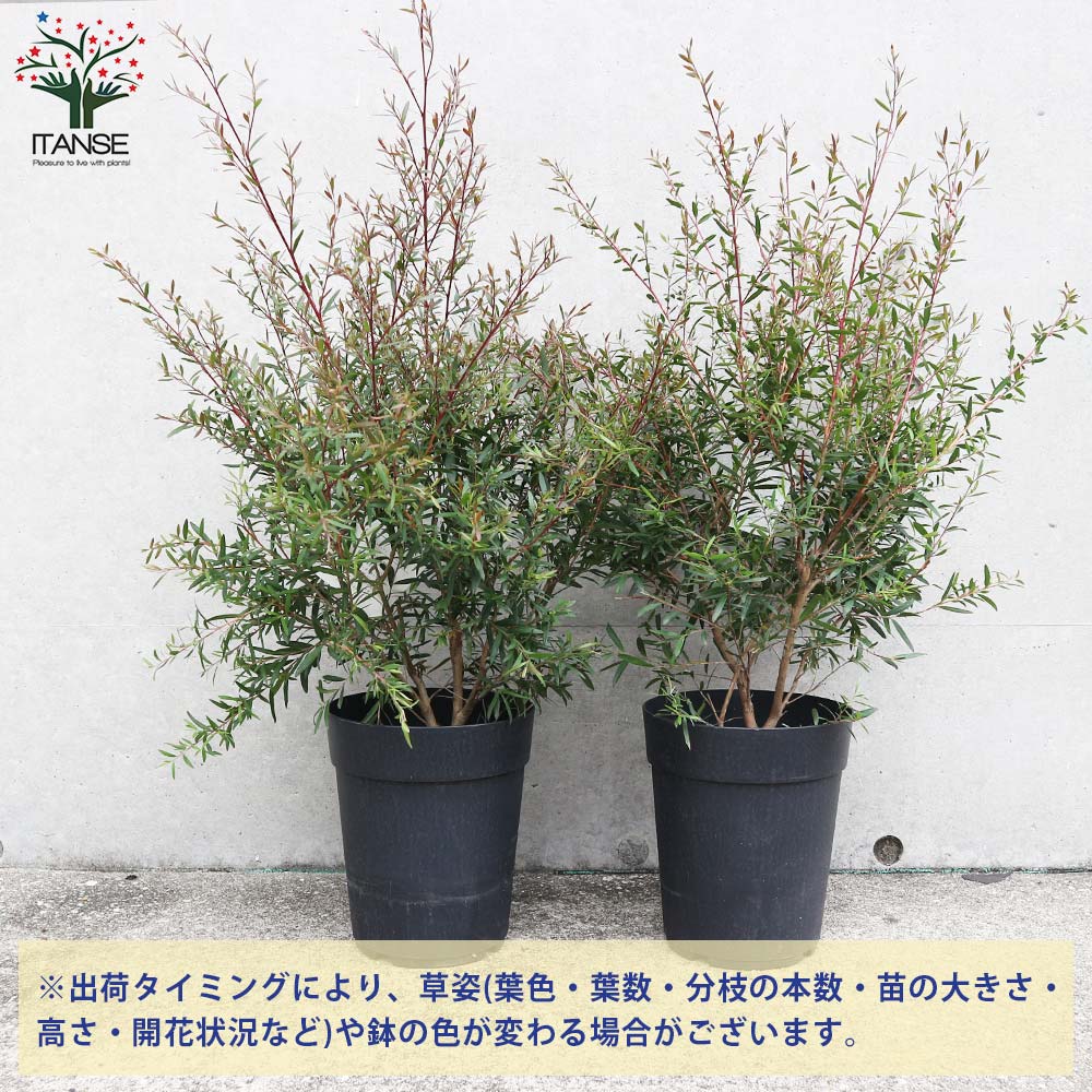 レプトスペルマム カッパーグロウ【庭木 6号／1個売り】｜ 【植物の