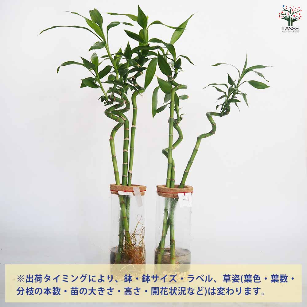 ハイドロカルチャー ミリオンバンブー 【観葉植物 ／1個売り