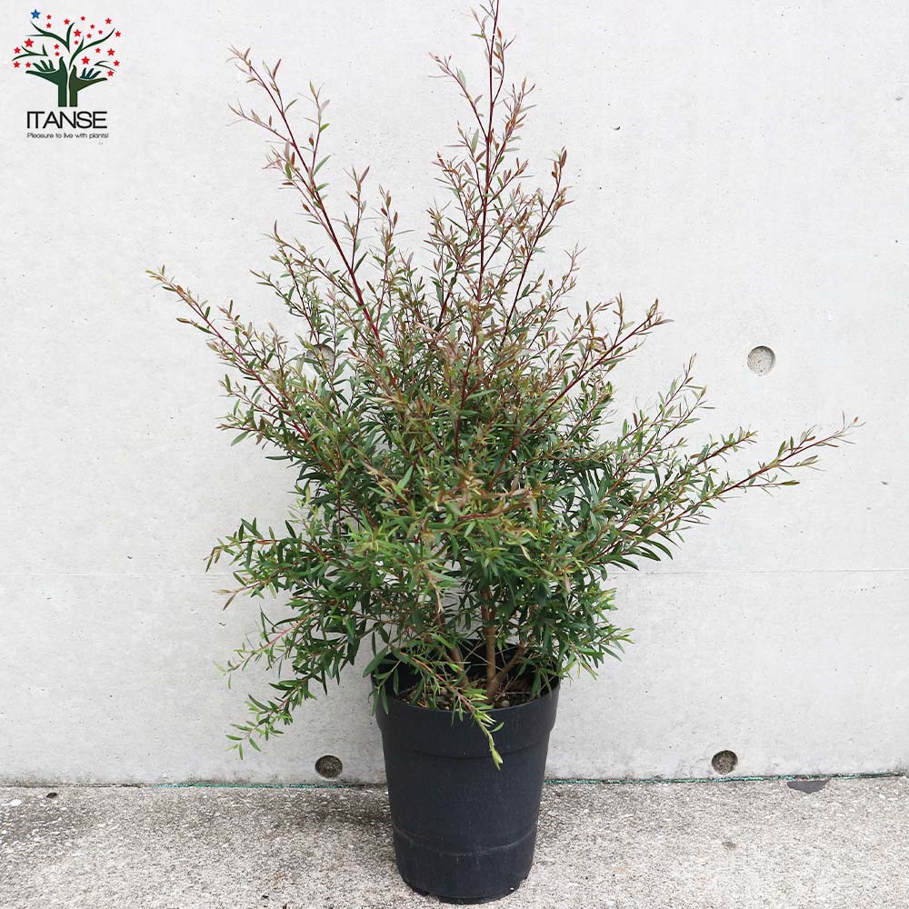 レプトスペルマム カッパーグロウ【庭木 6号／1個売り】｜ 【植物の