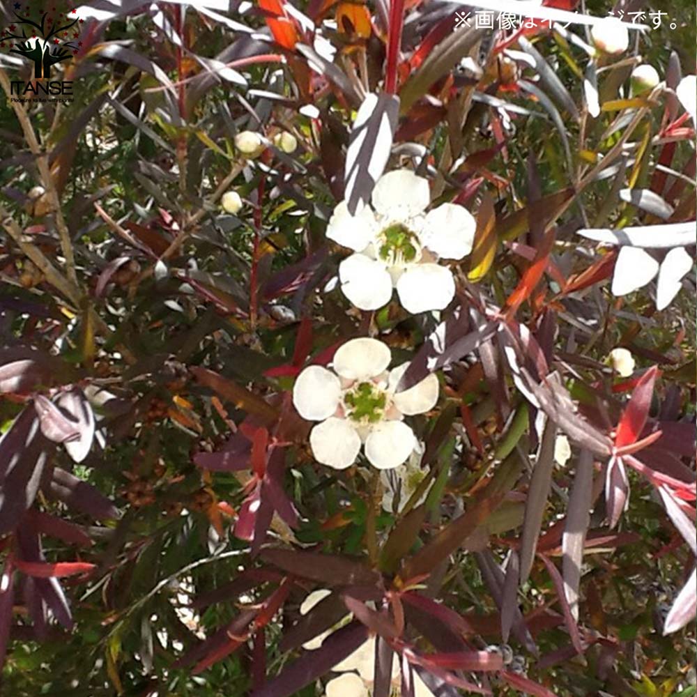 レプトスペルマム カッパーグロウ【庭木 6号／1個売り】｜ 【植物の