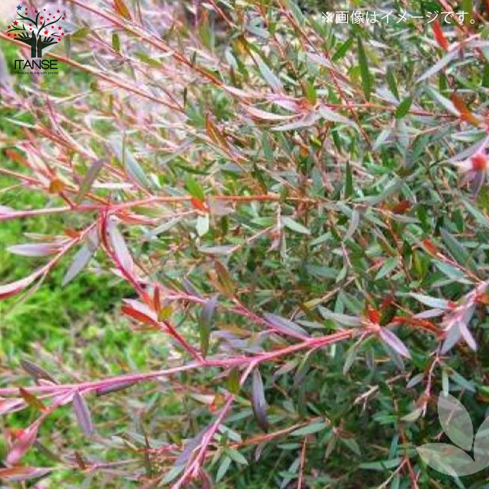 レプトスペルマム カッパーグロウ【庭木 6号／1個売り】｜ 【植物の