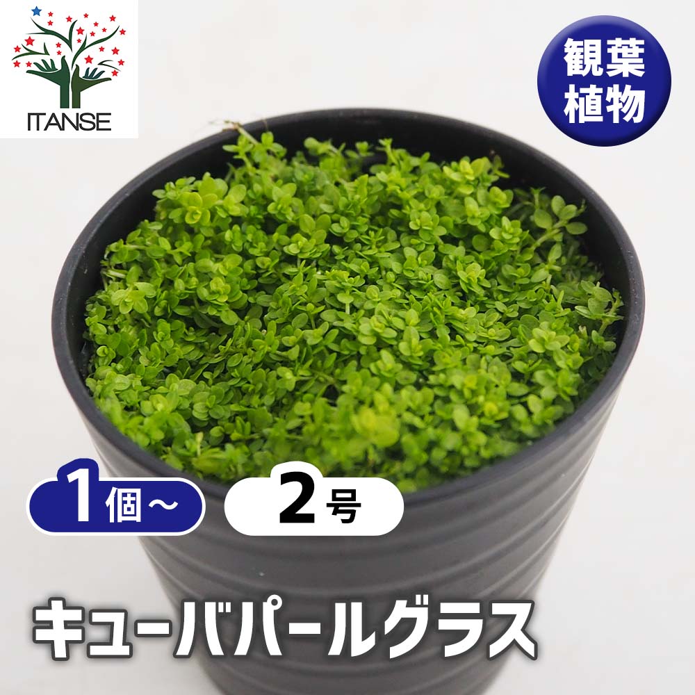 水草 キューバパールグラス 【観葉植物 2号】｜ 【植物のITANSE
