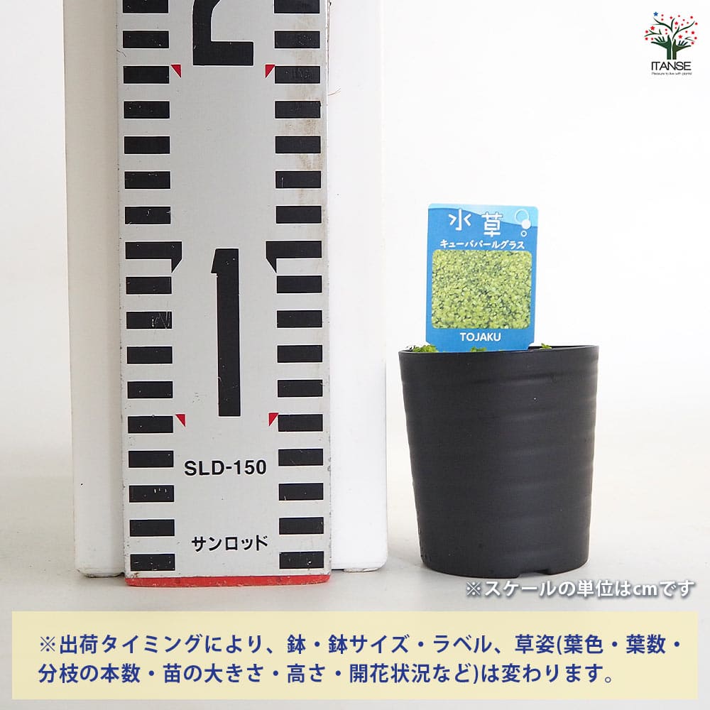 水草 キューバパールグラス 【観葉植物 2号】