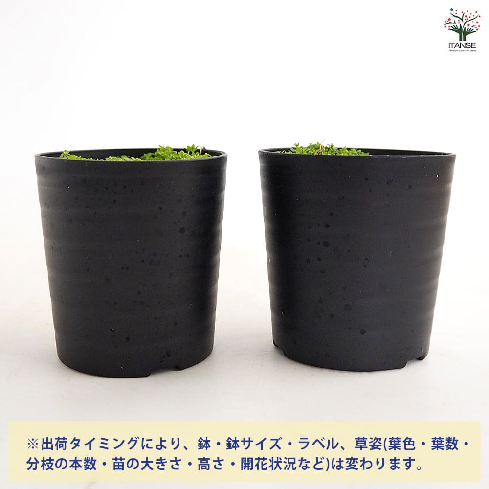 水草 キューバパールグラス 【観葉植物 2号】｜ 【植物のITANSE
