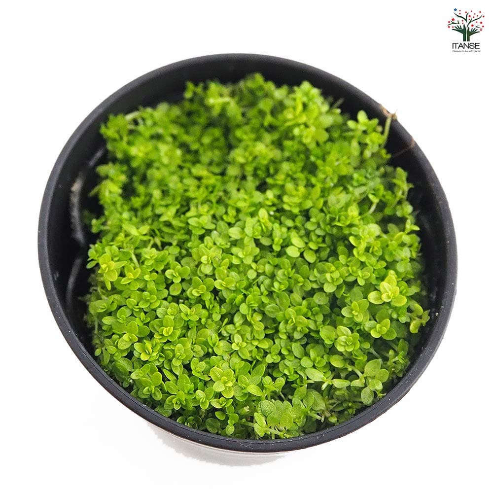 水草 キューバパールグラス 【観葉植物 2号】