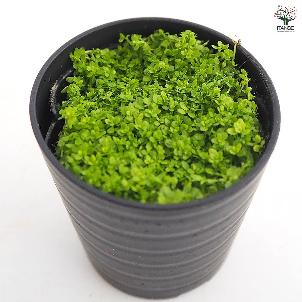 水草 キューバパールグラス 【観葉植物 2号】