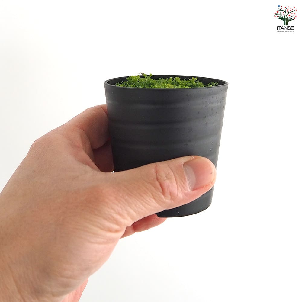 水草 キューバパールグラス 【観葉植物 2号】