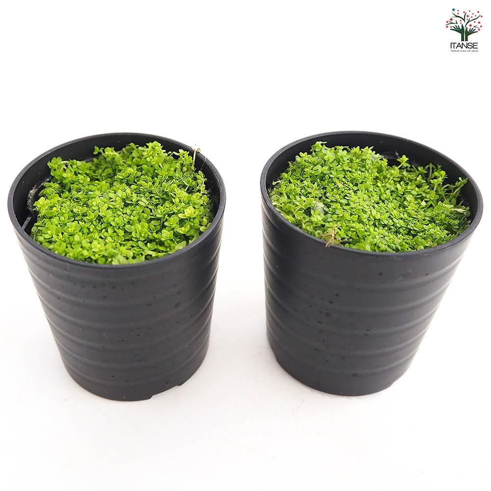 水草 キューバパールグラス 【観葉植物 2号】