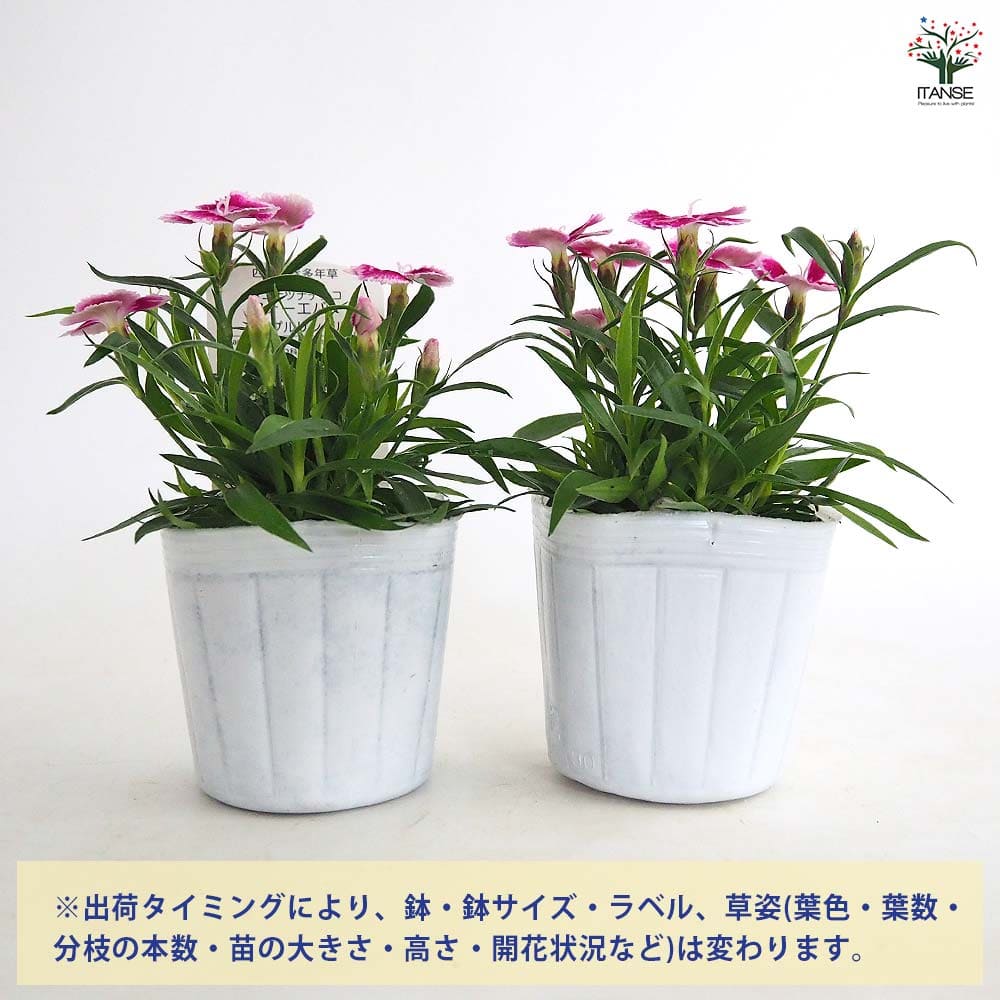 常夏ナデシコ フォーエバー パープルリングル 【花苗 3号】｜ 【植物の