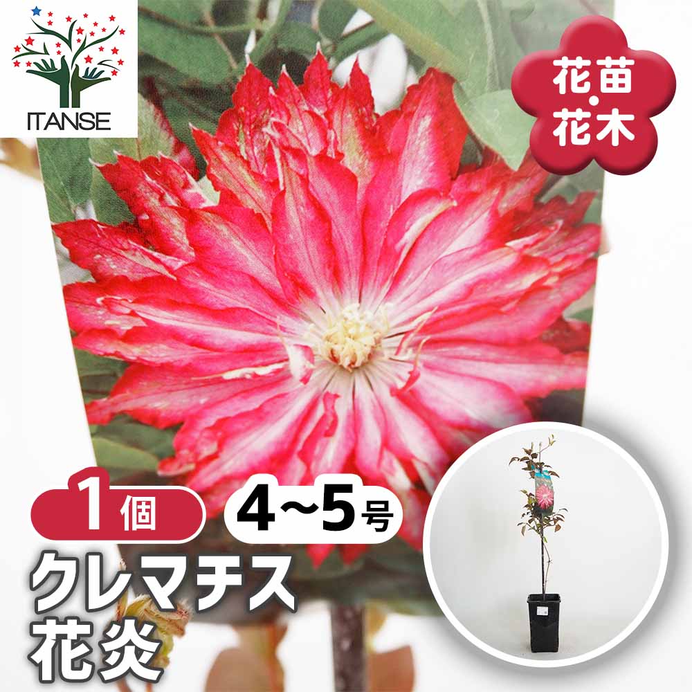 クレマチス 花炎 【花苗 4号／1個売り】｜ 【植物のITANSE】全品
