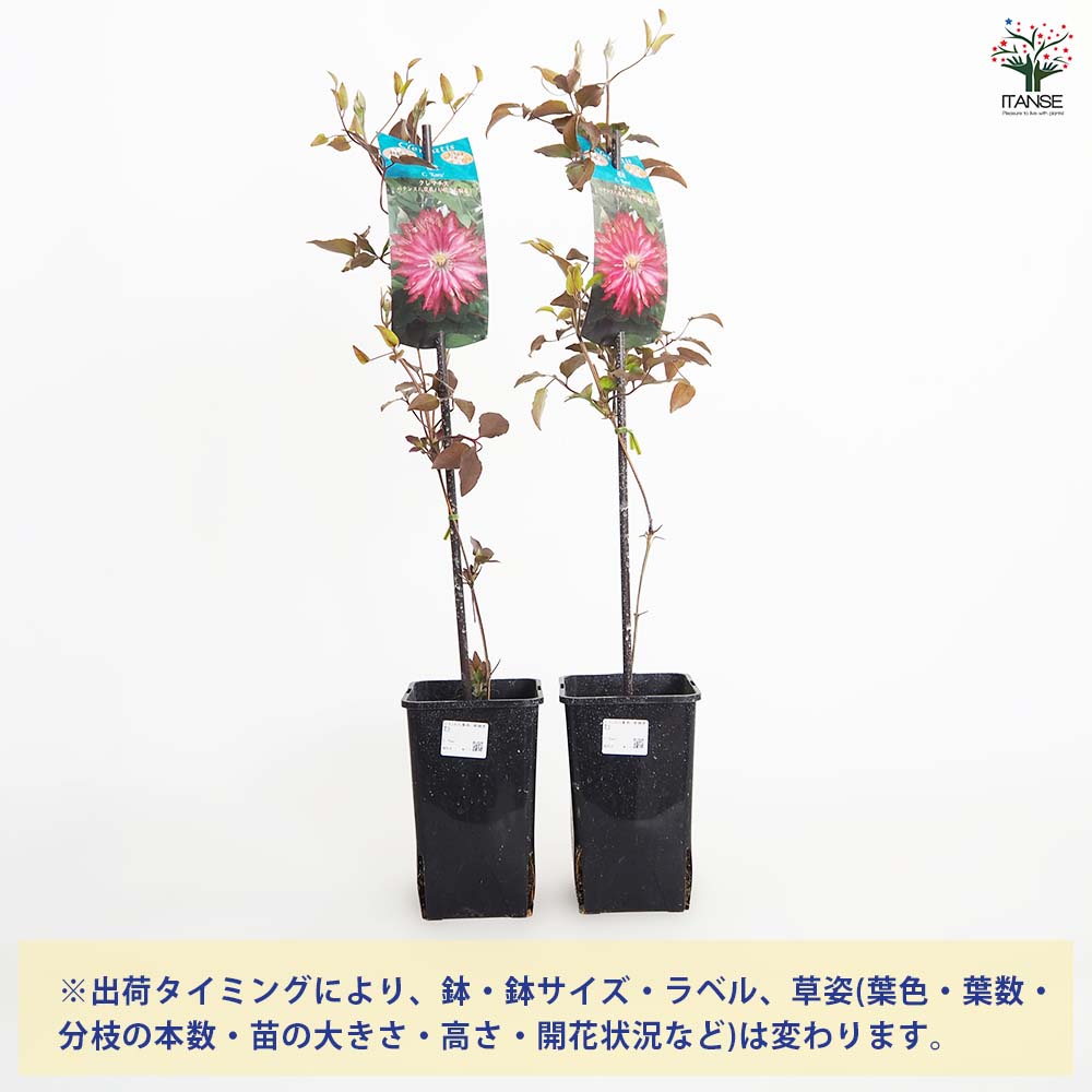 クレマチス 花炎 【花苗 4号／1個売り】｜ 【植物のITANSE】全品