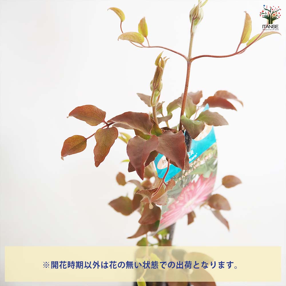 クレマチス 花炎 【花苗 4号／1個売り】｜ 【植物のITANSE】全品
