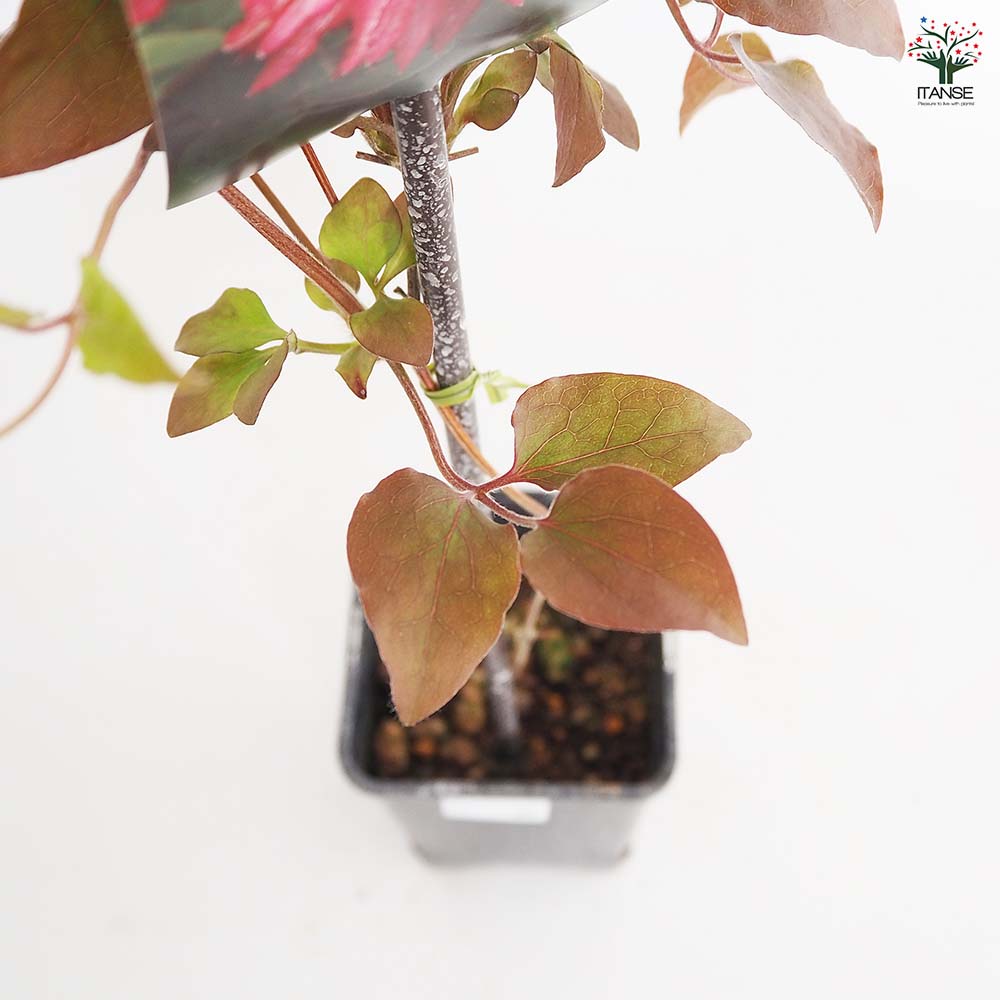 クレマチス 花炎 【花苗 4号／1個売り】｜ 【植物のITANSE】全品