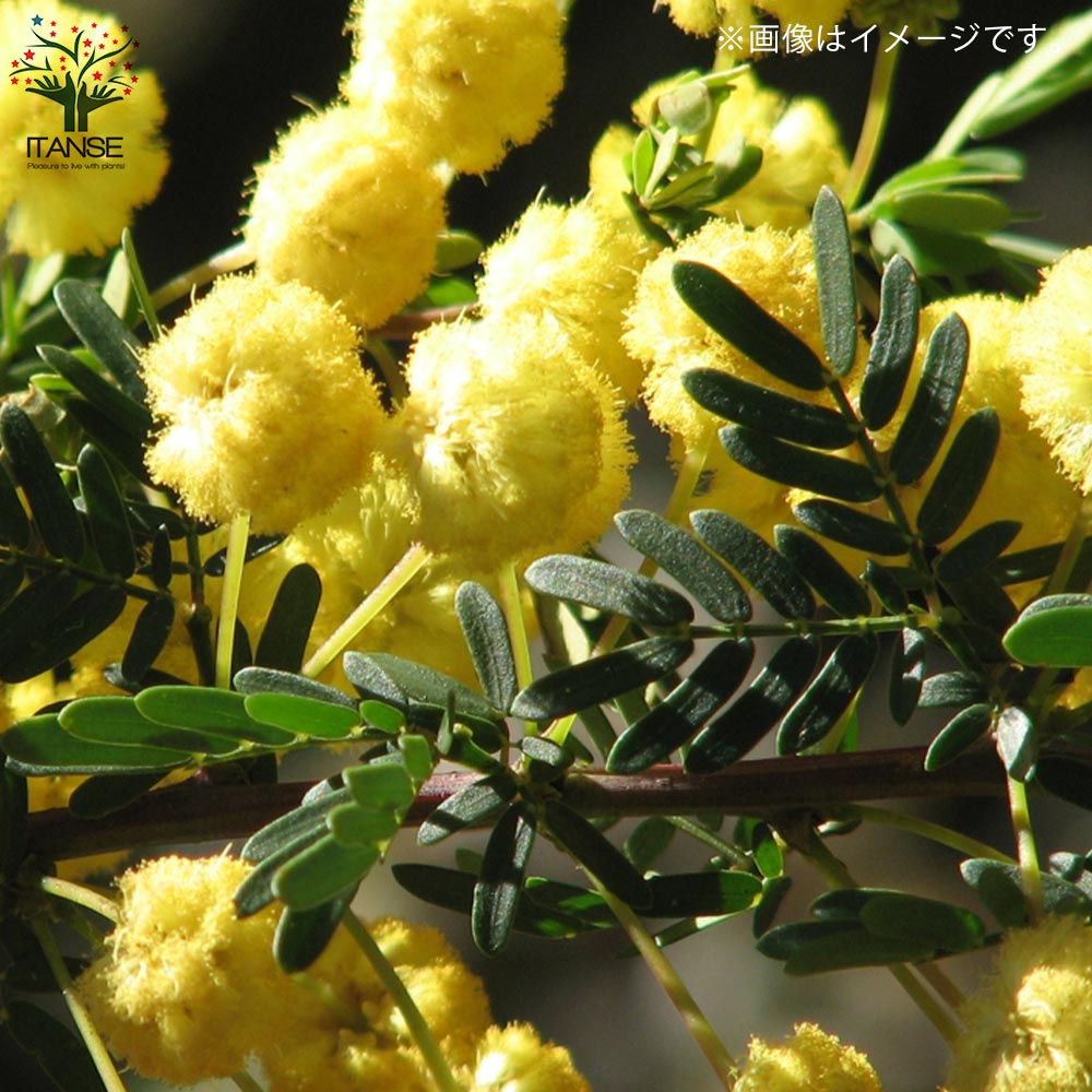 アカシア ゴールドチップ【庭木 7号／1個売り】｜ 【植物の