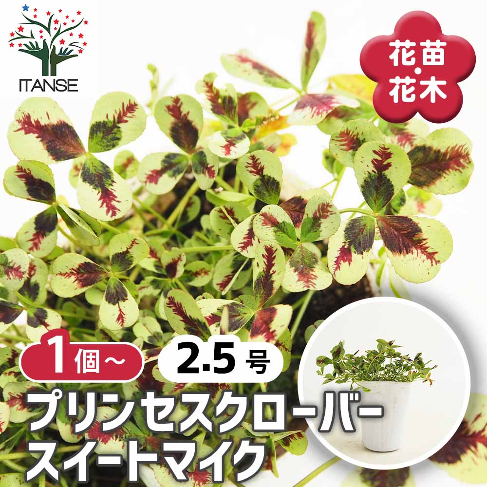 プリンセスクローバー スイートマイク 【花苗 2.5号】｜ 【植物の