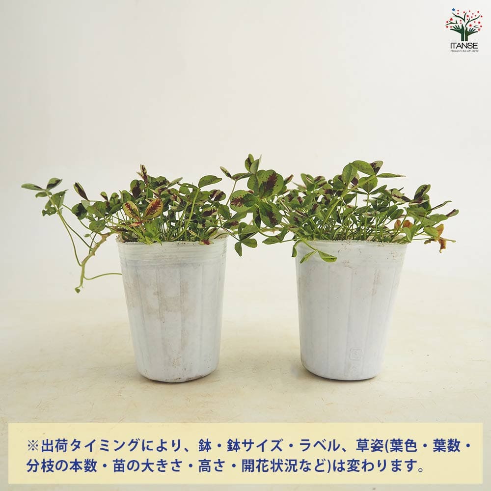 プリンセスクローバー スイートマイク 【花苗 2.5号】｜ 【植物の