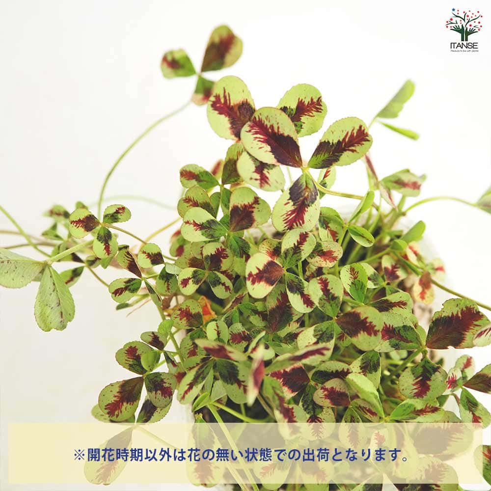 プリンセスクローバー スイートマイク 【花苗 2.5号】｜ 【植物の