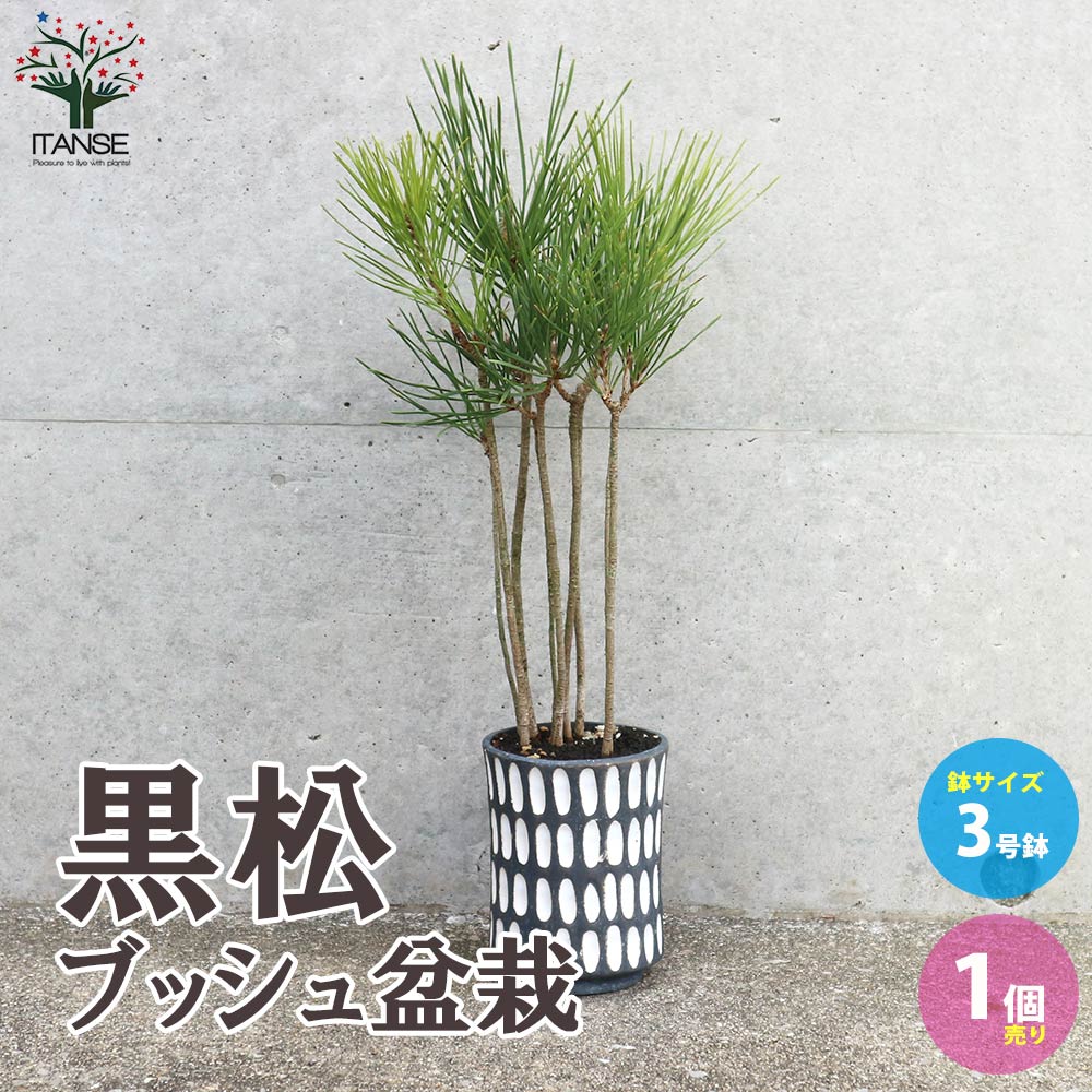 陶器鉢の松盆栽 松の盆栽 大きめ 陶器製鉢