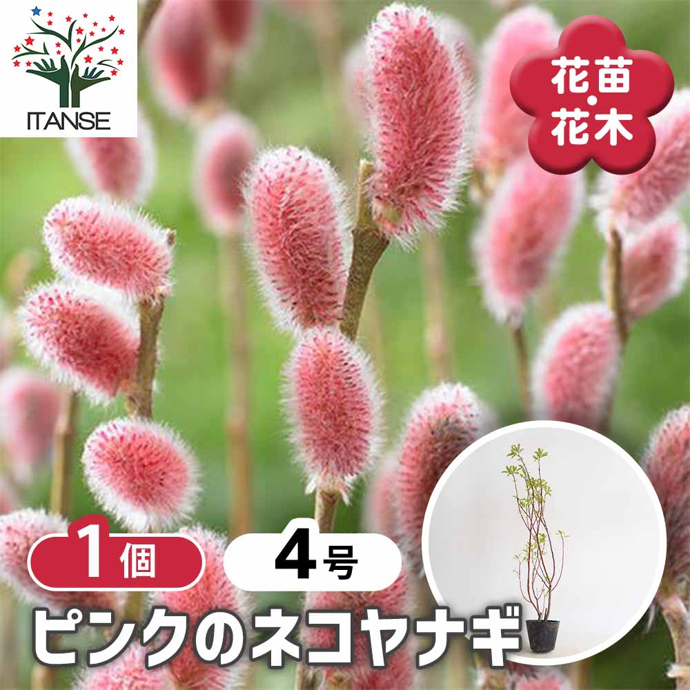 ピンクのネコヤナギ 【花木苗 4号／1個売り】