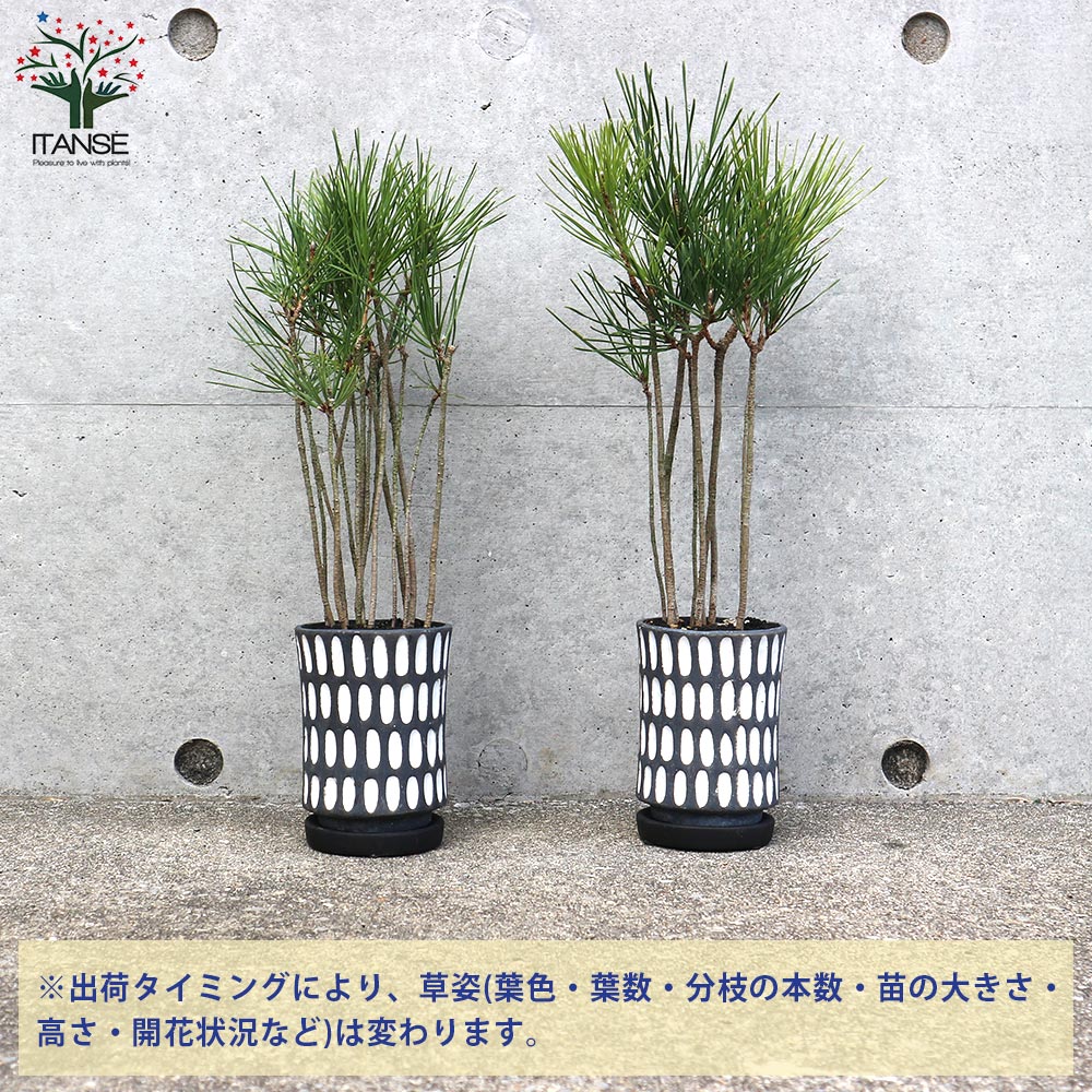 黒松 盆栽 30cm 陶器鉢 栽培セット 黒松 染付小紋陶器鉢【盆栽／1個