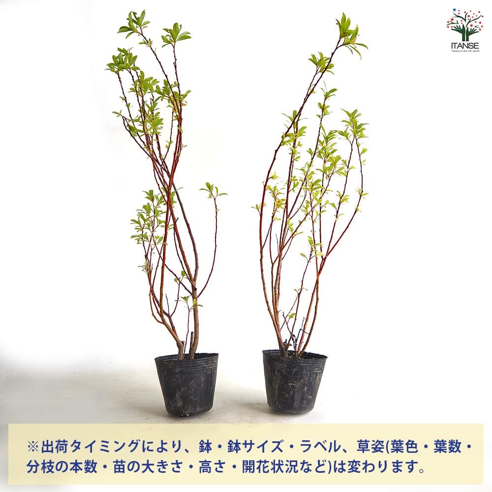 ピンクのネコヤナギ 【花木苗 4号／1個売り】