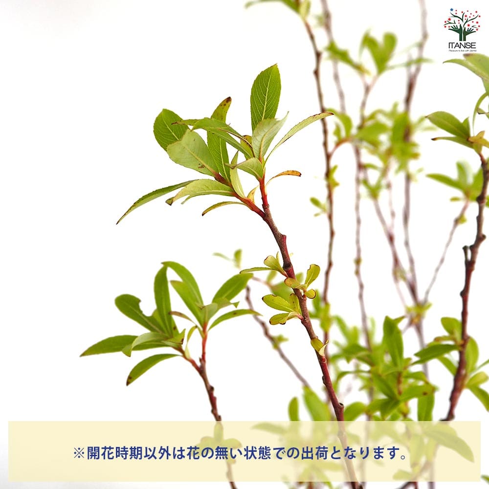 ピンクのネコヤナギ 【花木苗 4号／1個売り】