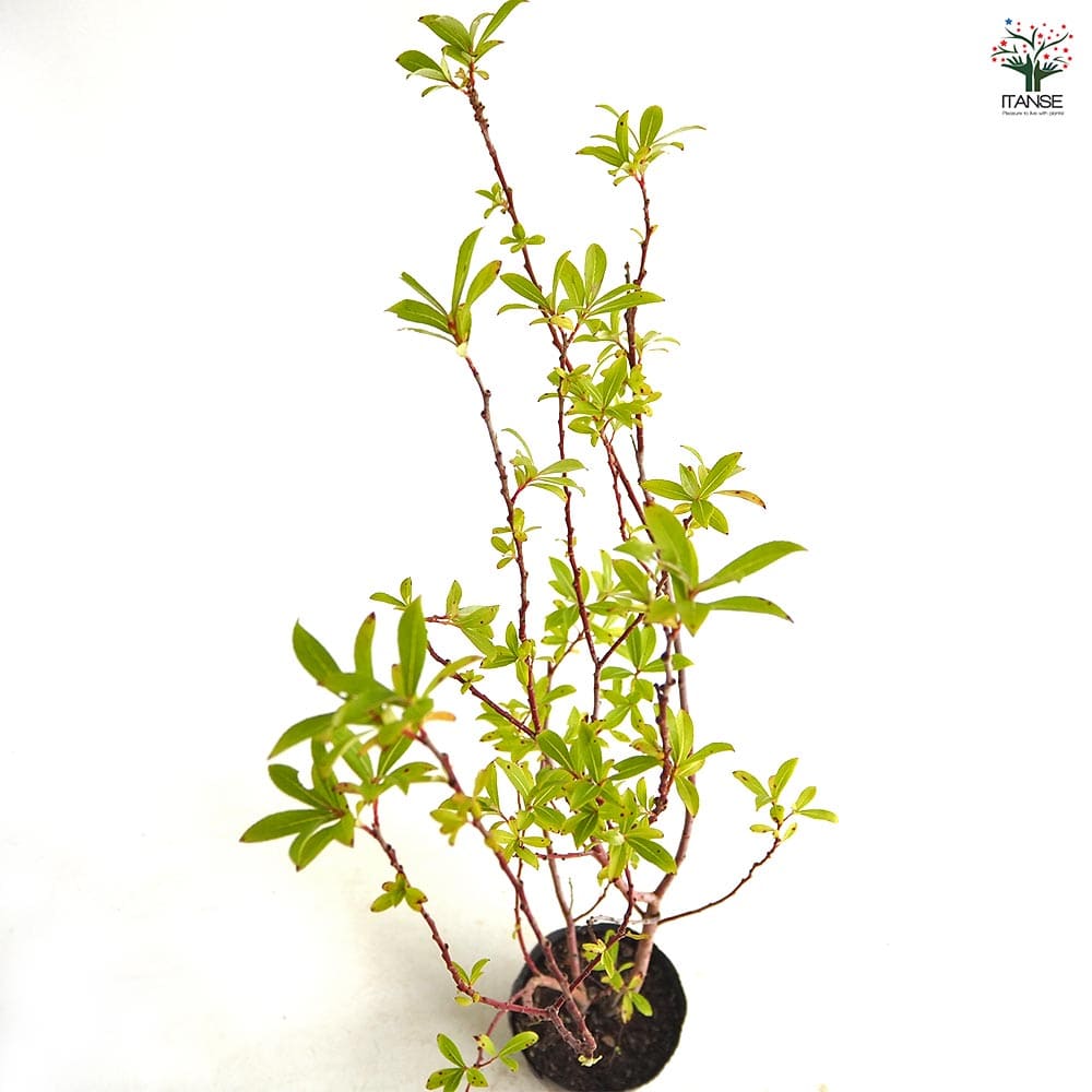ピンクのネコヤナギ 【花木苗 4号／1個売り】