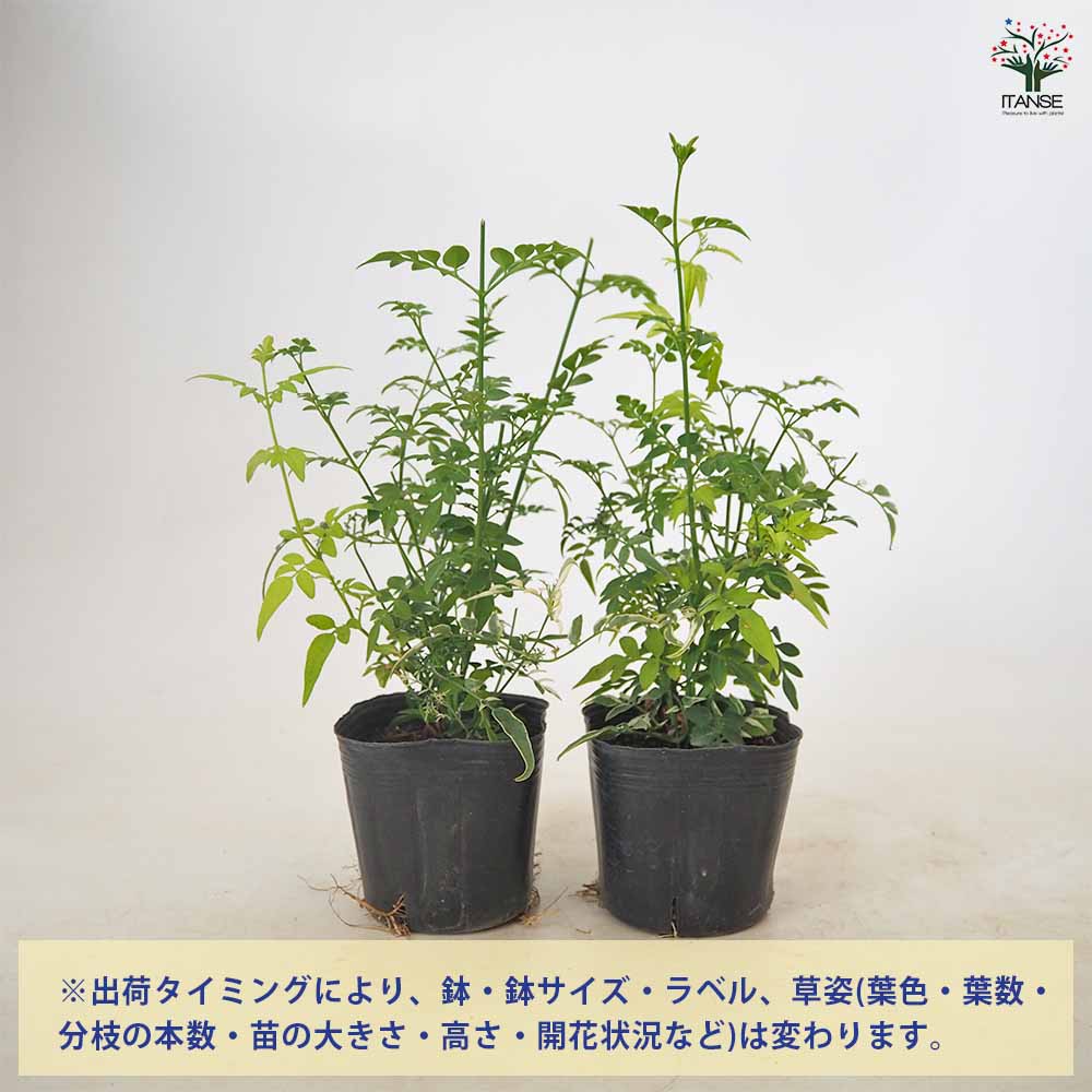 ジャスミン 混色植え 【 花苗 3号 】