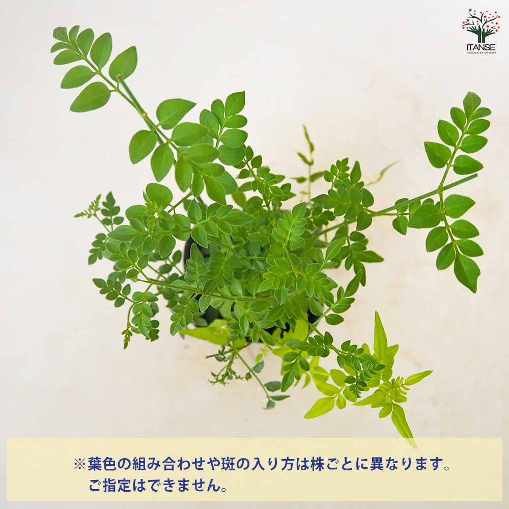 ジャスミン 混色植え 【 花苗 3号 】｜ 【植物のITANSE】全品