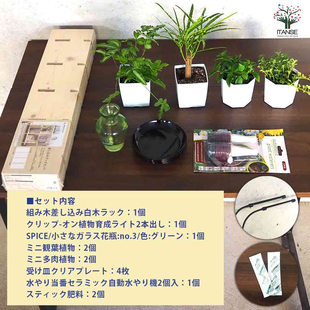 ミニ観葉植物+多肉植物ディスプレイ&生育棚 工具ほぼいらず!組み木