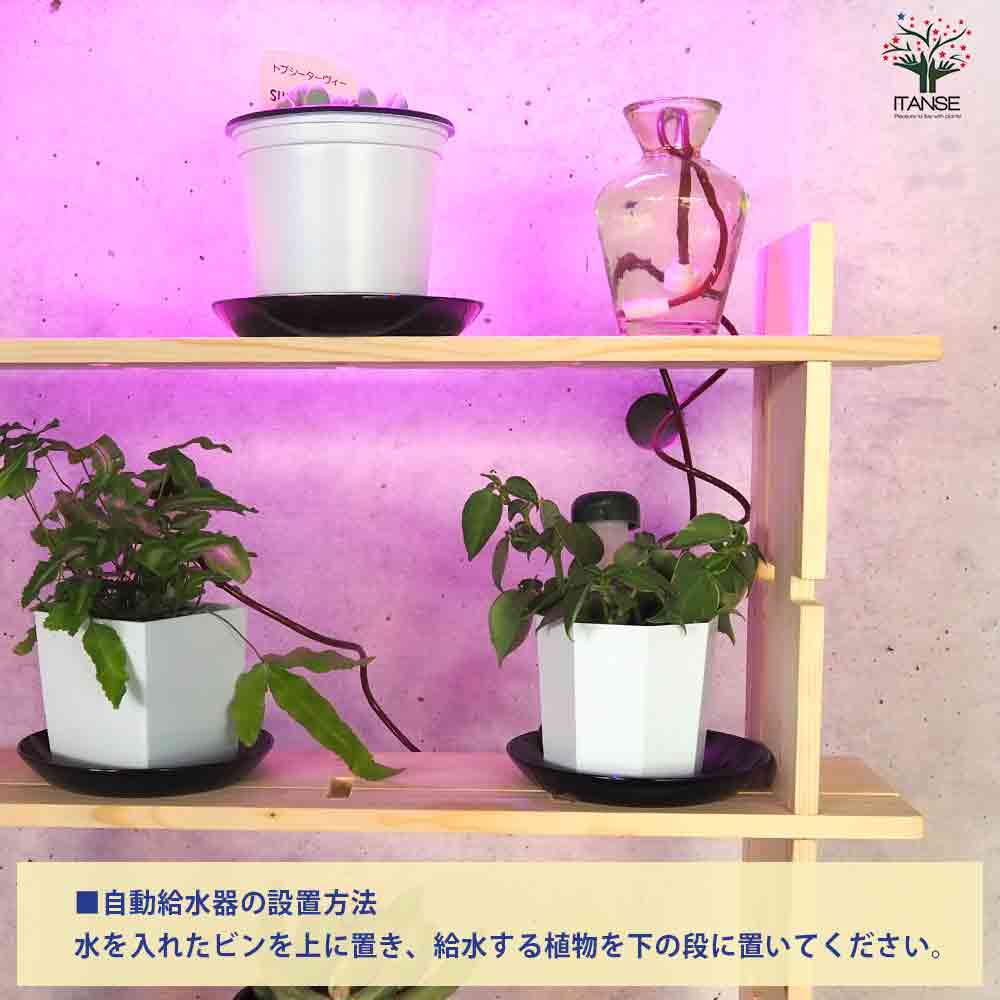 ミニ観葉植物+多肉植物ディスプレイ&生育棚 工具ほぼいらず!組み木