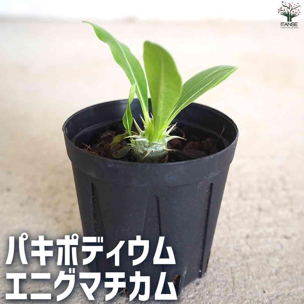 パキポディウム エニグマチカム 【多肉植物 2号鉢】｜ 【植物の